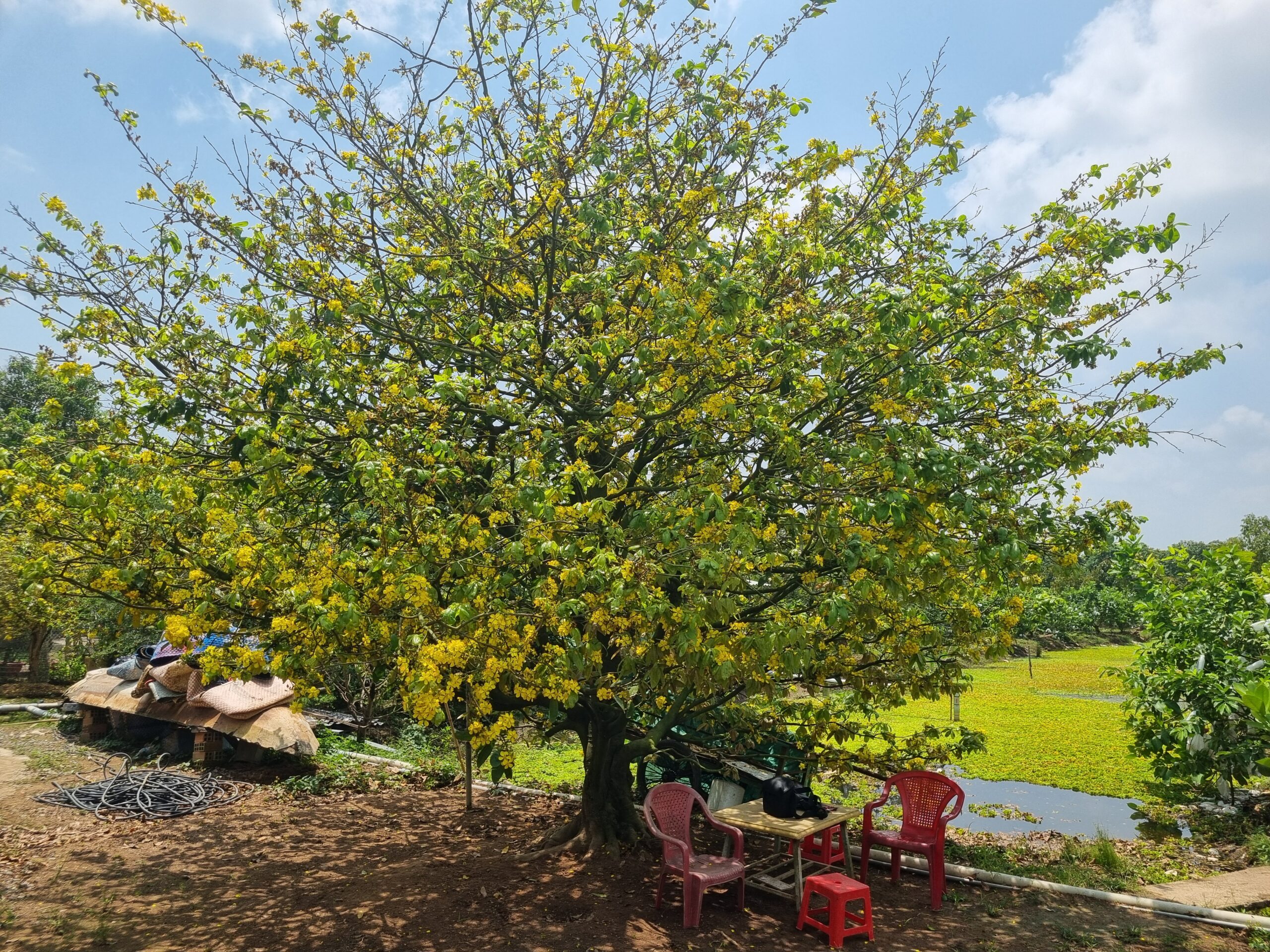 Chủ gửi bán cây mai vàng có hoành 1.2m – hàng hiếm sưu tầm tại cái bè tiền giang